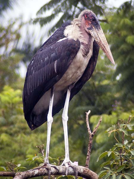 Marabou Stork,Bird,Kampala