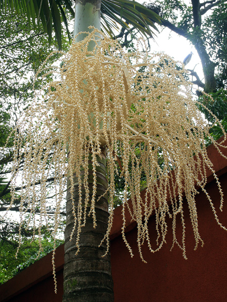 Palm Tree,Kampala