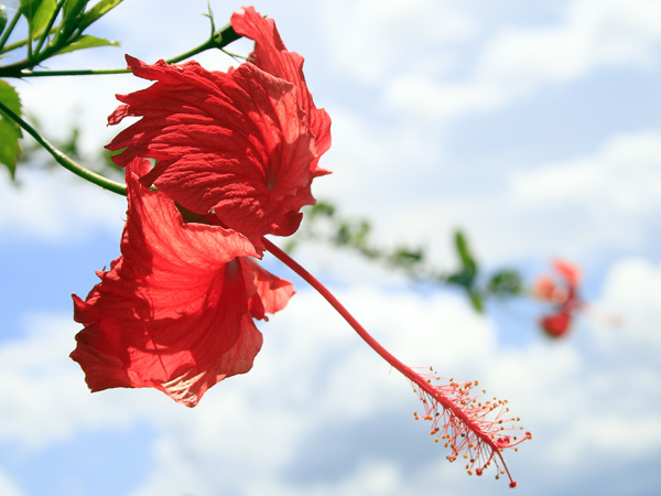 Hibiscus Flower