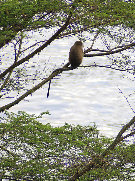 Vervet Monkey,Chlorocebus pygerythrus