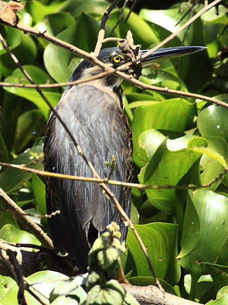 Green Backed Heron,Bird