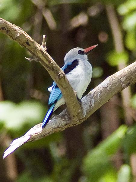Mangrove,Kingfisher,Bird