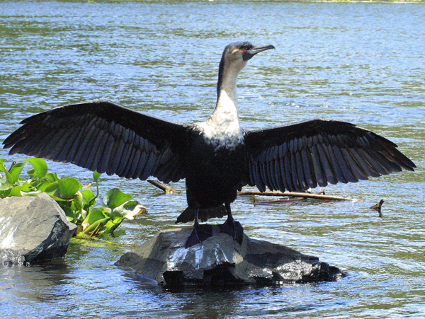 Cormorant,Bird