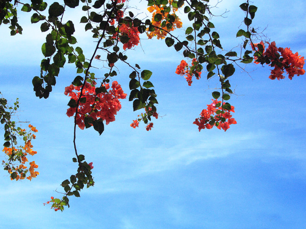 Bougainvillea Flower