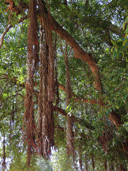 Tree,Kitgum