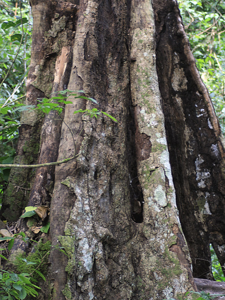 Butress Roots,Tree,Kyambura Gorge,QENP,Queen Elizabeth National Park
