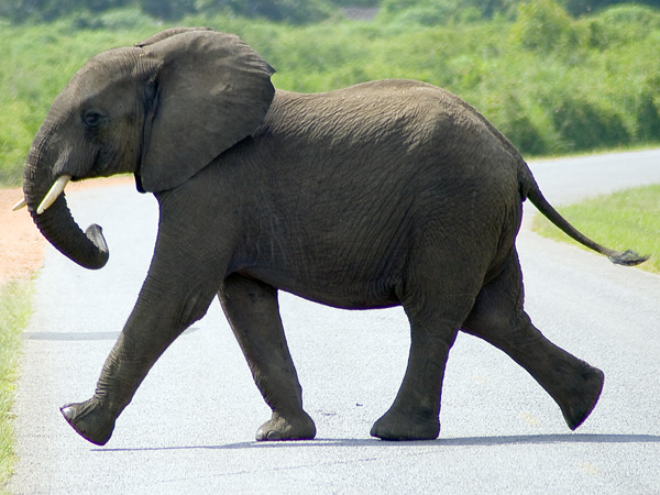 Elephant,Mweya,QENP,Queen Elizabeth National Park