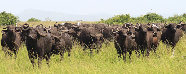 Buffalo,Syncerus caffer,Mweya,QENP,Queen Elizabeth National Park