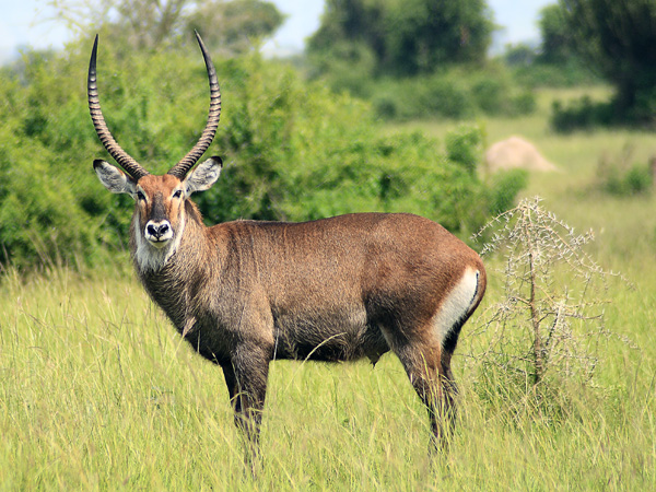 Waterbuck,Water Buck,Antilope,Mweya,QENP,Queen Elizabeth National Park