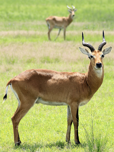 Ugandan Kob,Kobus kob thomasi,Mweya,QENP,Queen Elizabeth National Park