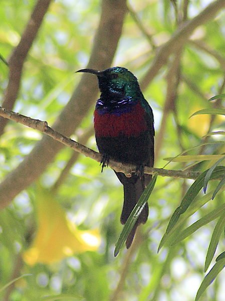 Variable Sunbird,Bird,Mweya,QENP,Queen Elizabeth National Park