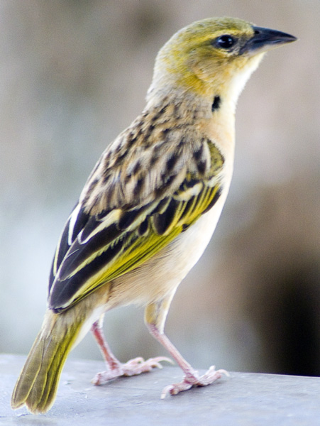 Weaver Bird,Mweya,QENP,Queen Elizabeth National Park