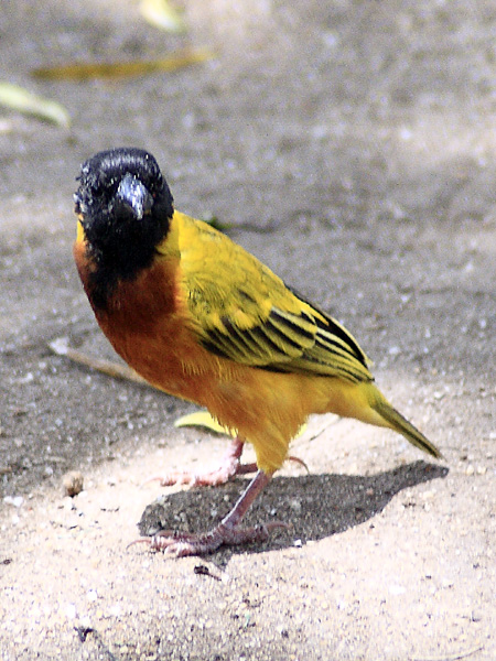 Weaver Bird,Mweya,QENP,Queen Elizabeth National Park