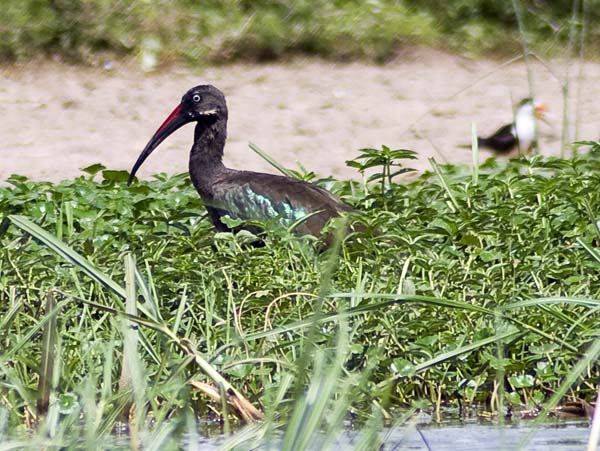 Hadada Ibis,Bird,QENP,Queen Elizabeth National Park