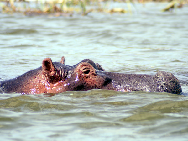 Hippo,Hippopotamus,Kazinga Channel,QENP,Queen Elizabeth National Park