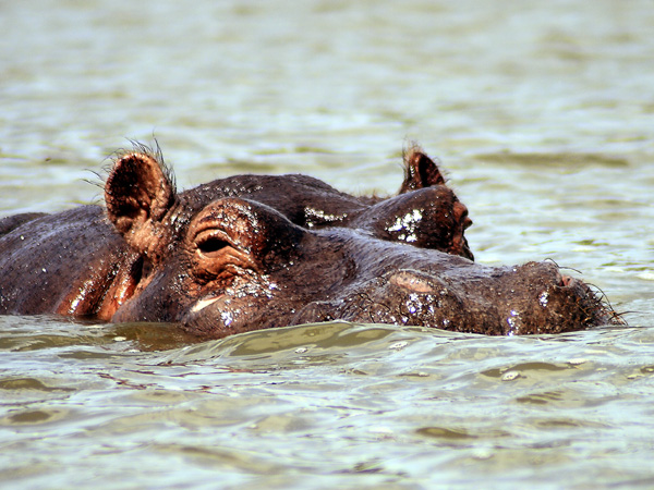 Hippo,Hippopotamus,Kazinga Channel,QENP,Queen Elizabeth National Park