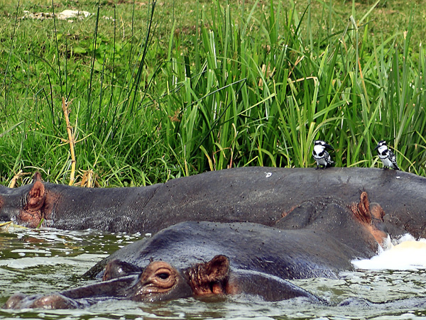 Hippos,Hippopotamuses,Kazinga Channel,QENP,Queen Elizabeth National Park