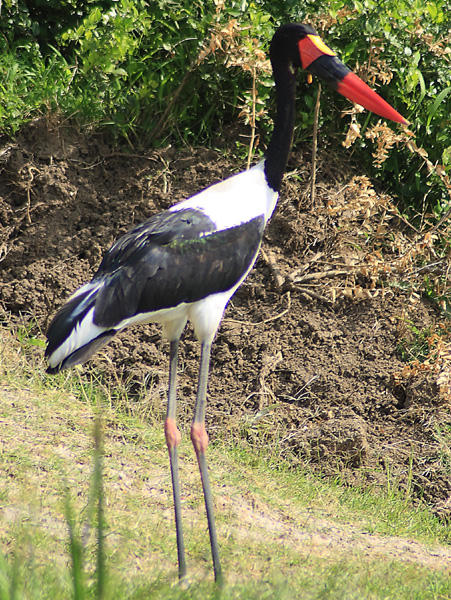Saddle-billed Stork,Bird,Kazinga Channel,QENP,Queen Elizabeth National Park