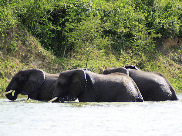 Elephants,Kazinga Channel,QENP,Queen Elizabeth National Park