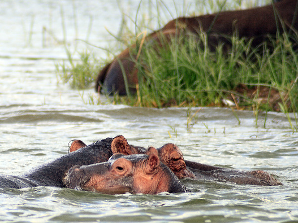 Hippo,Hippopotamus,Kazinga Channel,QENP,Queen Elizabeth National Park
