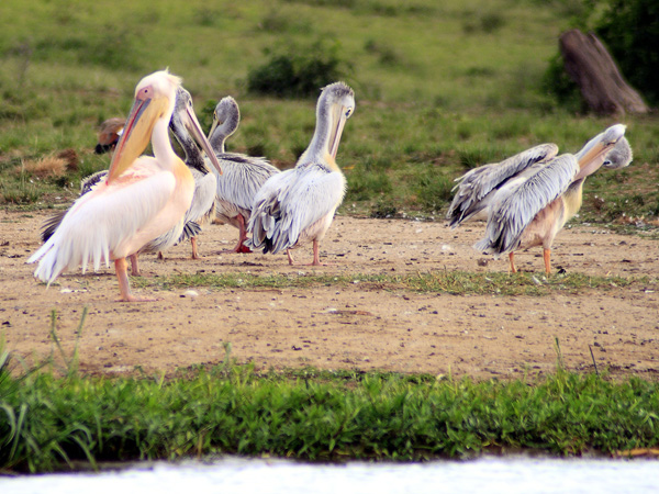 Pelicans,Birds,Kazinga Channel,QENP,Queen Elizabeth National Park