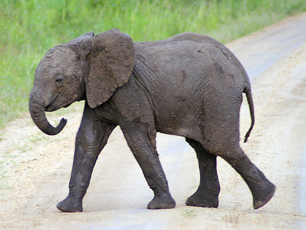 Elephant,Mweya,QENP,Queen Elizabeth National Park