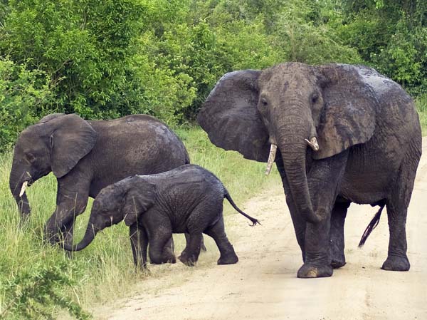 Elephants,Mweya,QENP,Queen Elizabeth National Park