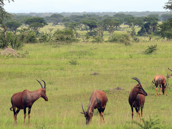 Topi,Damaliscus korrigum jimela,Antilopes,Ishasha,QENP,Queen Elizabeth National Park