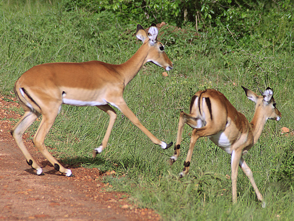 Impala,Antilope,Lake Mburo National Park