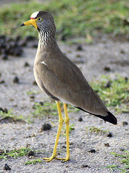 Yellow-legged Lapwing,Bird,Lake Mburo National Park