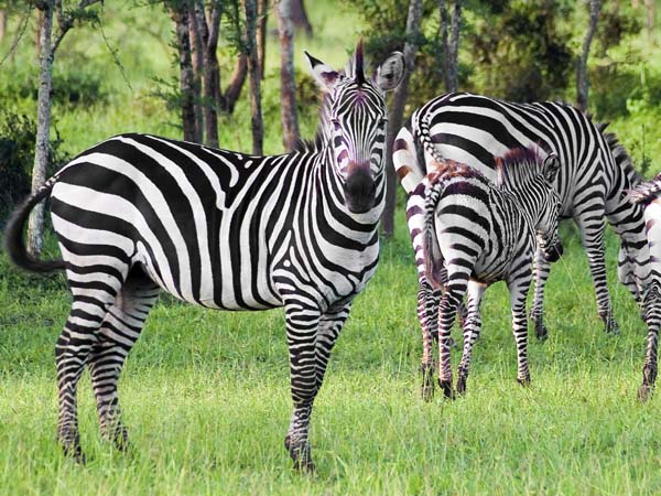 Zebra,Horse,Equus quagga,Lake Mburo National Park