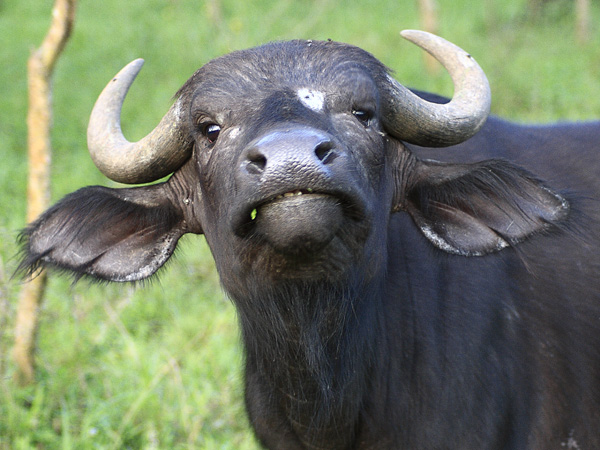 Buffalo,Syncerus caffer,Lake Mburo National Park