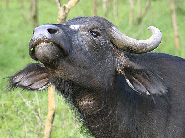 Buffalo,Syncerus caffer,Lake Mburo National Park