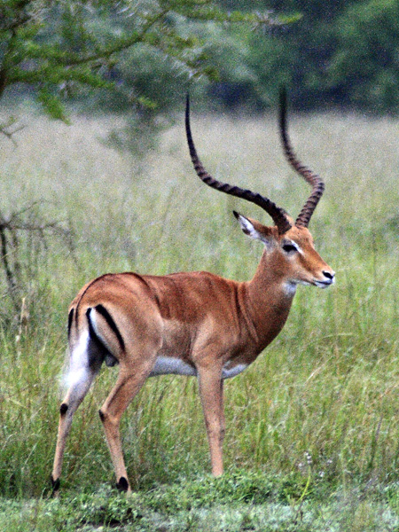 Impala,Antilope,Lake Mburo National Park