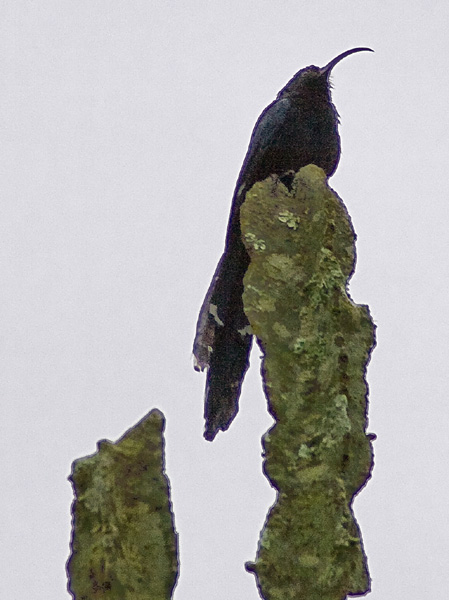 Sunbird,Bird,Lake Mburo National Park