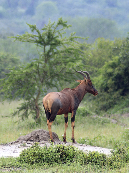 Topi,Damaliscus korrigum jimela,Antilopes,Lake Mburo National Park