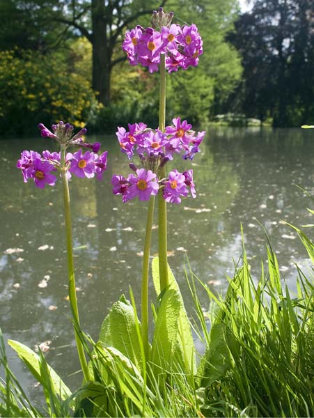 Polyanthus,Candelabra Primulas,Flowers,Exbury Gardens