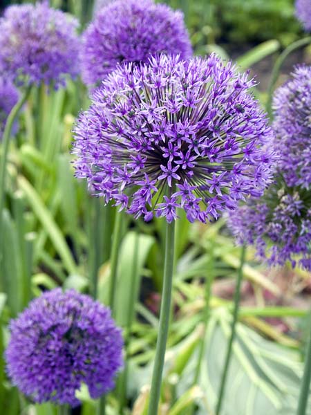 Aliums,Flowers,Hardwick New Hall