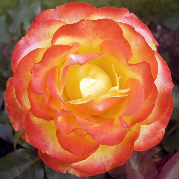Rose,Flower