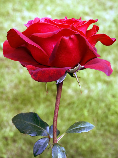 Rose,Flower