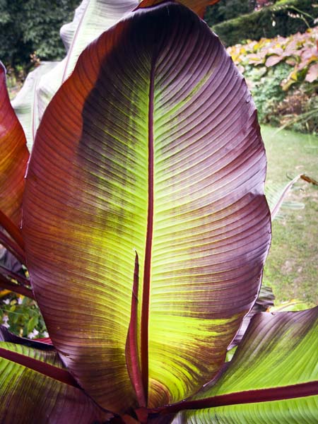 Plantain,Leaf