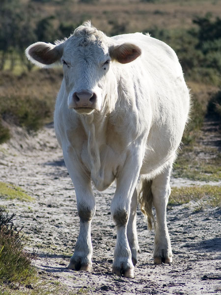 Cow,Whitten Pond,Burbush