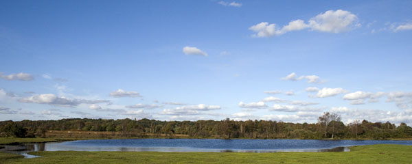 Whitten Pond,Burbush