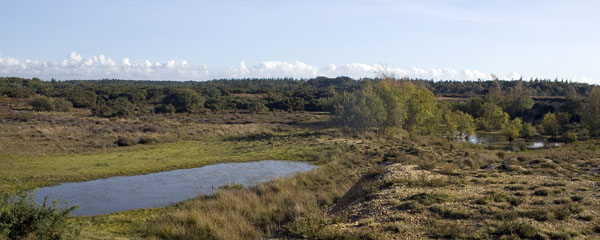Whitten Pond,Burbush