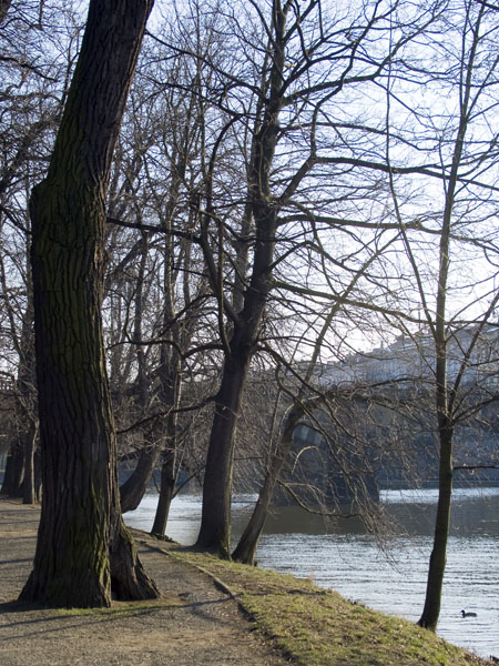 Trees,Legií,Legii,Island,River Vltava,Prague,Praha