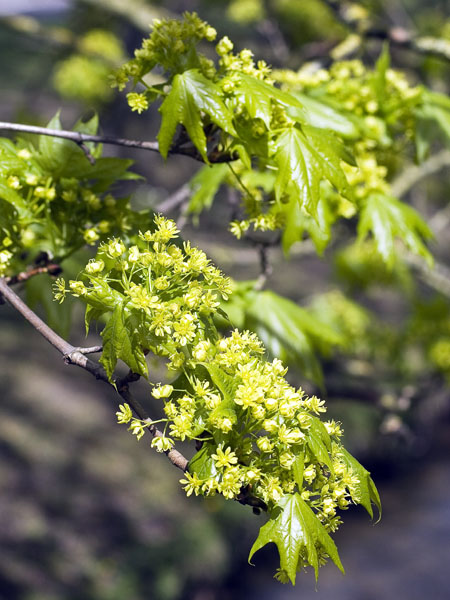 Tree,Blossom