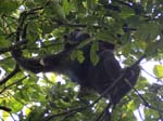 A Chimpanzee Kyambura Gorge