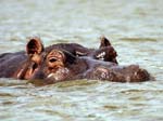 Hippo - Kazinga Channel