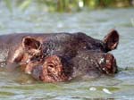 Hippo Kazinga Channel