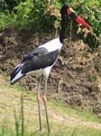 Saddle-billed Stork  Kazinga Channel